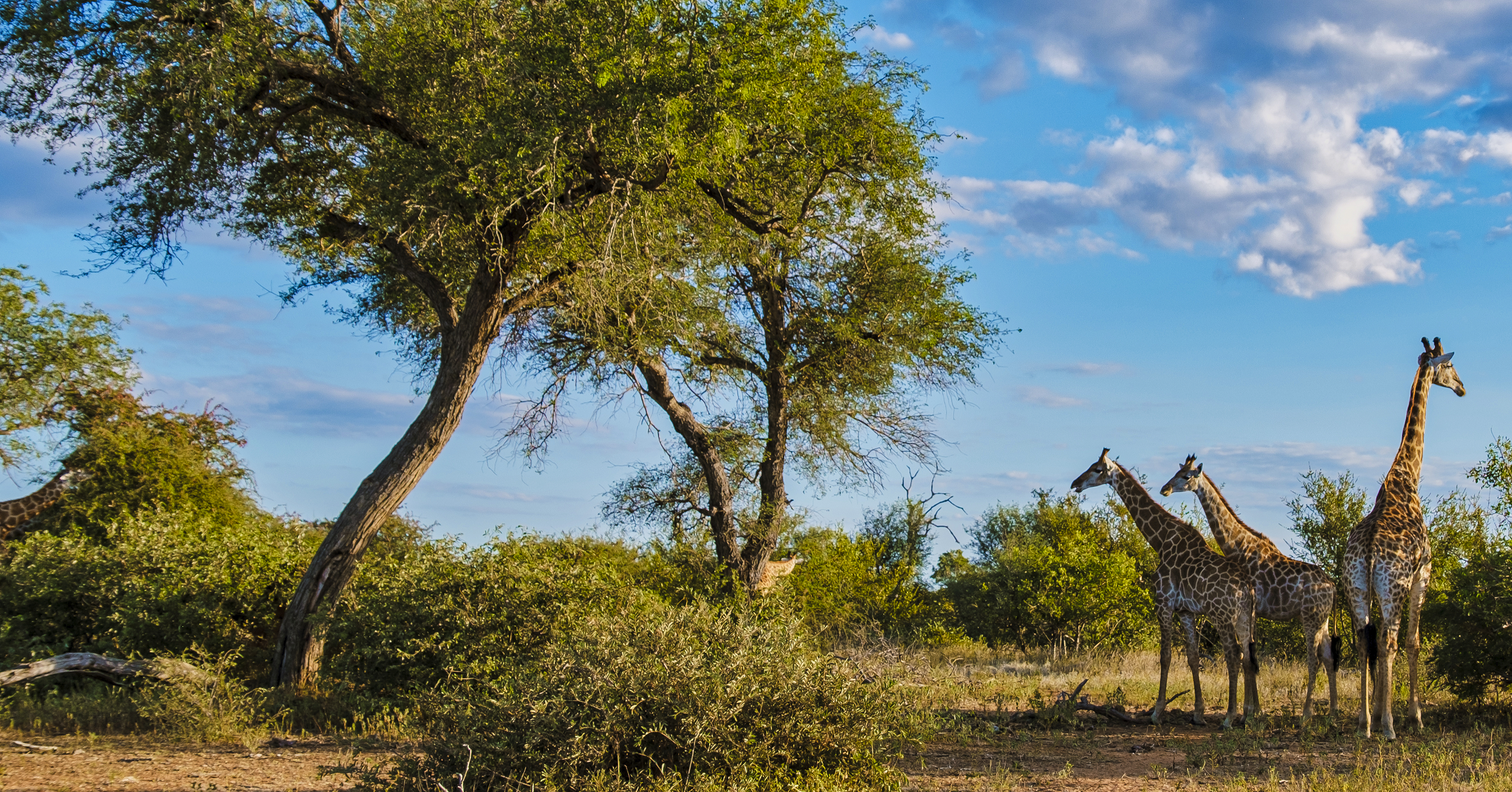 Kruger National Park accommodation — sunrise safari view across the African bushveld