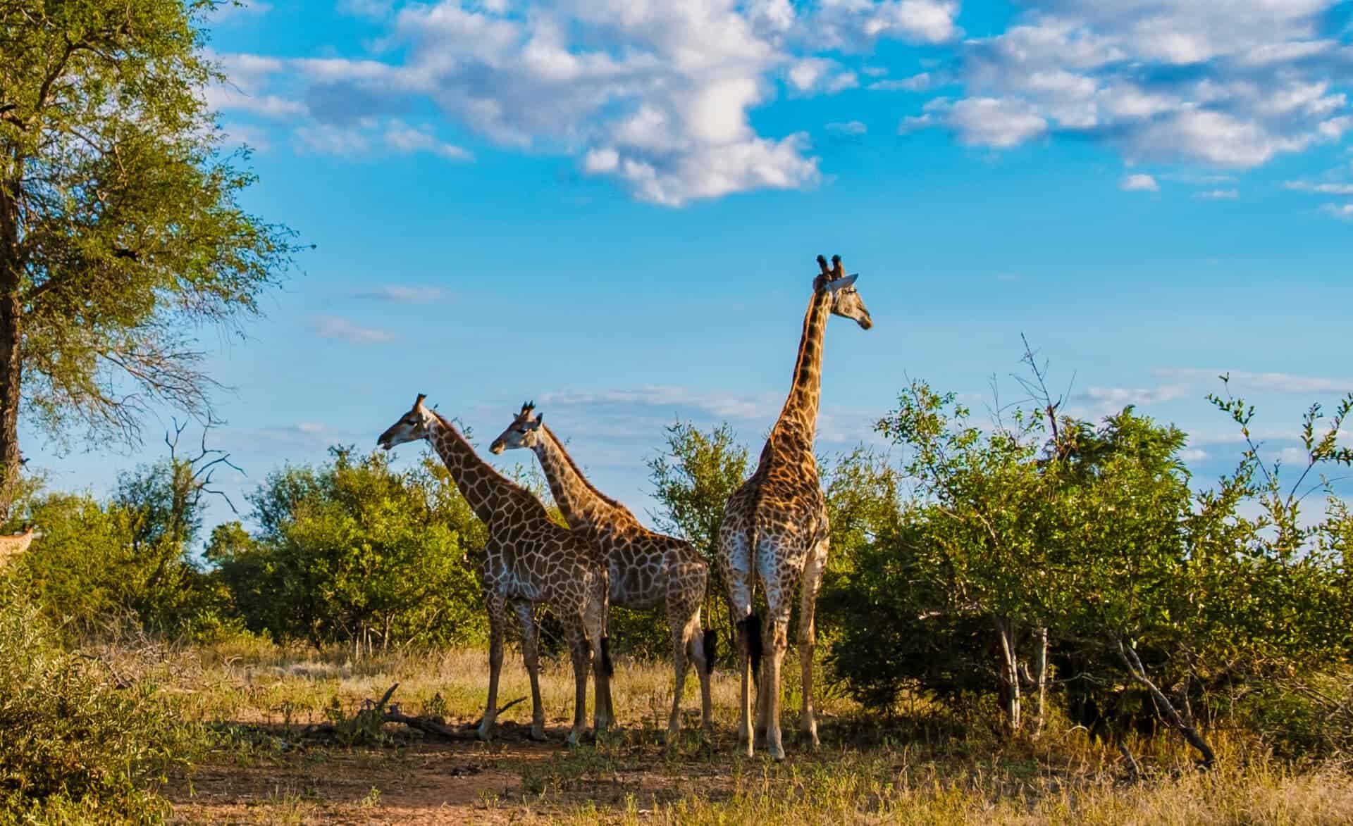 Kruger National Park Gates
