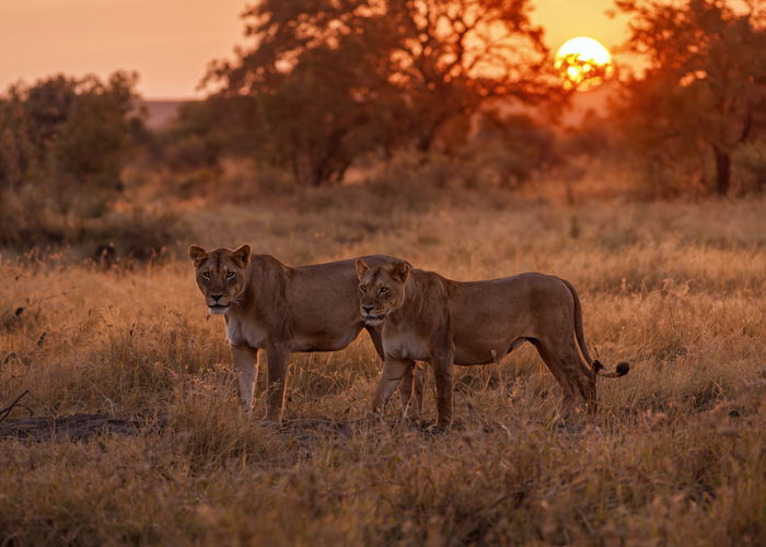 Lion pride at dusk during an Eastern Cape game drive.