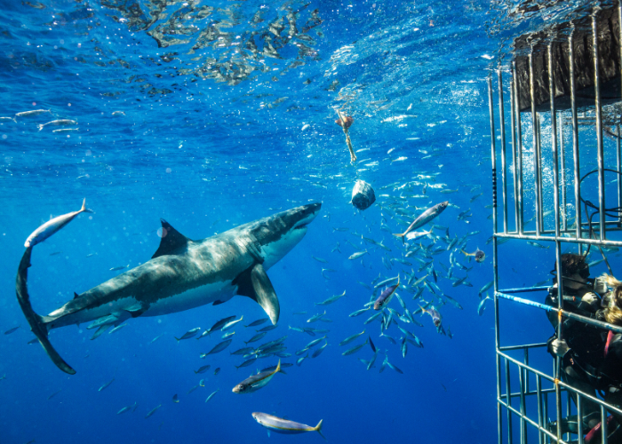Cage diving with great white sharks near Dyer Island — a thrilling marine encounter.