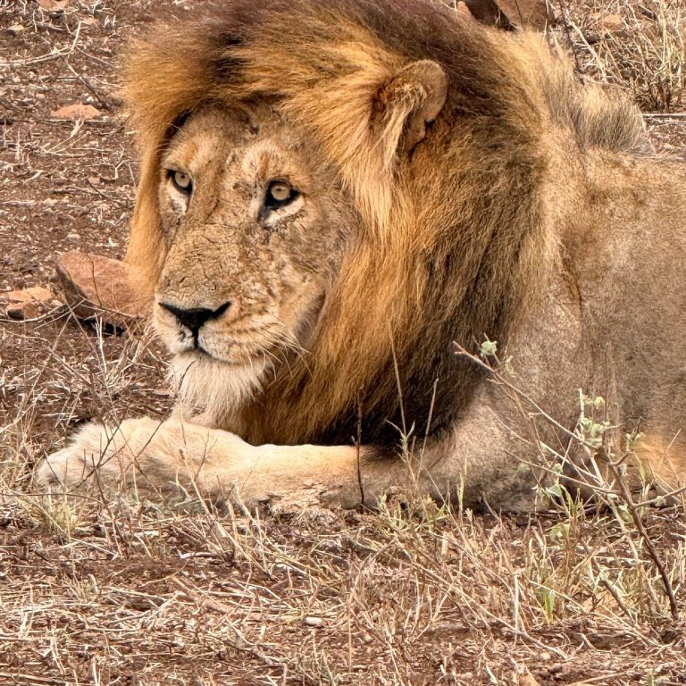 Lower Sabie Rest Camp