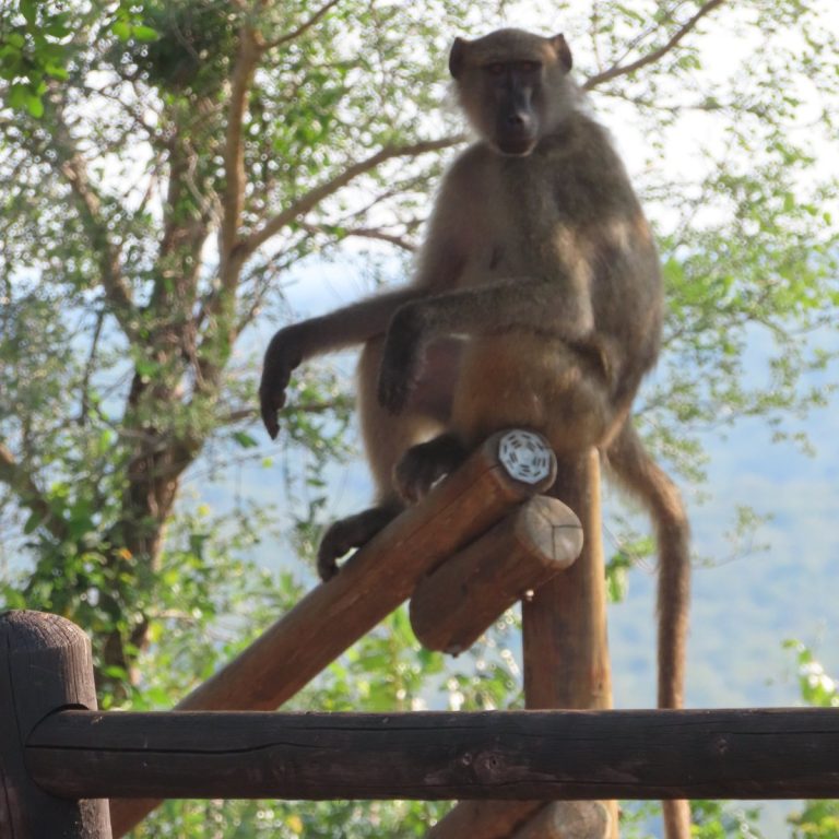 Olifants Rest Camp